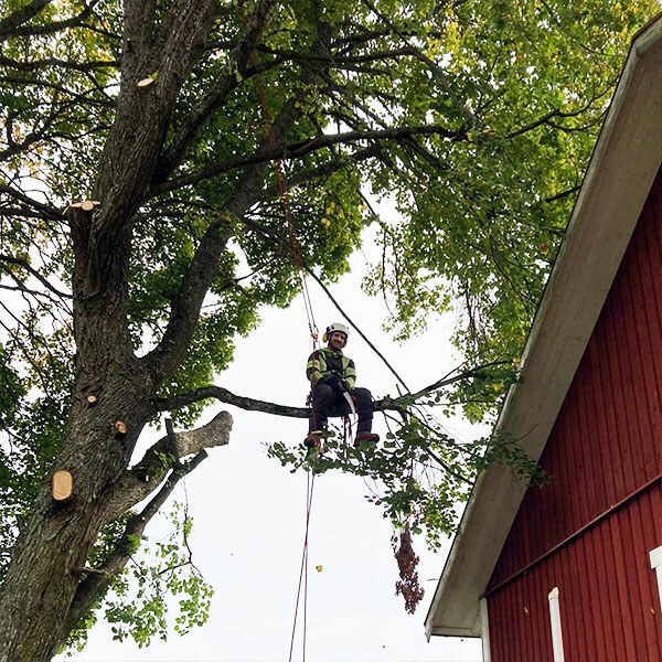 tradbeskarning i sormland 7