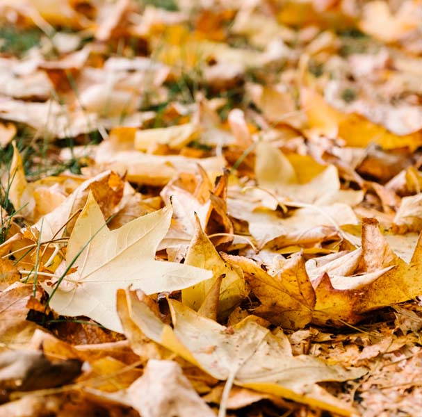 1Skotsel av utemiljoer1