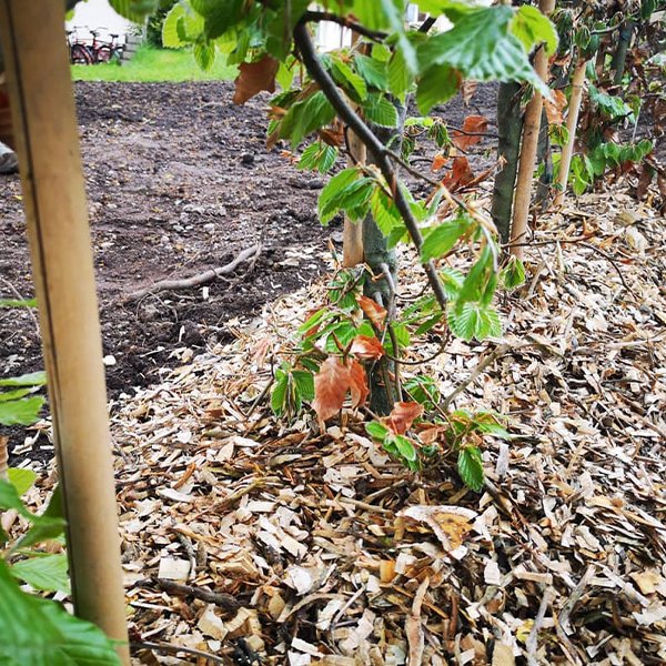 Skotsel av utemiljoer-12